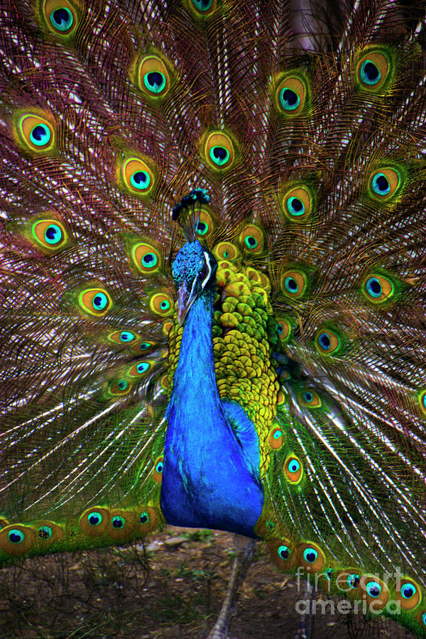 Pumapungo Peacock II Photograph by Al Bourassa