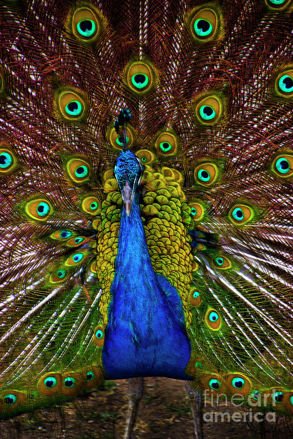 Pumapungo Peacock III Photograph by Al Bourassa