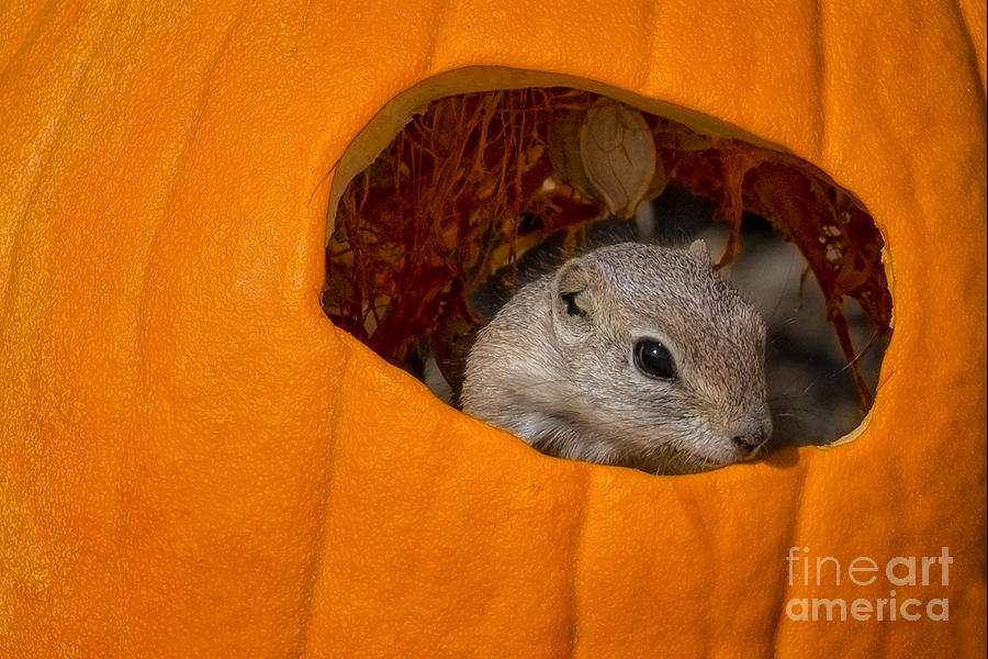 Pumpkin Delight #2 Photograph by Lisa Manifold
