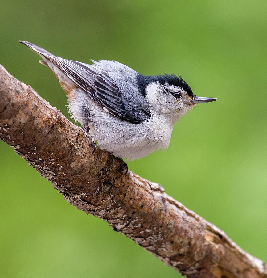 Pumped About Spring - White-breasted Nuthatch, Sitta carolinensis  Photograph by Christy Cox