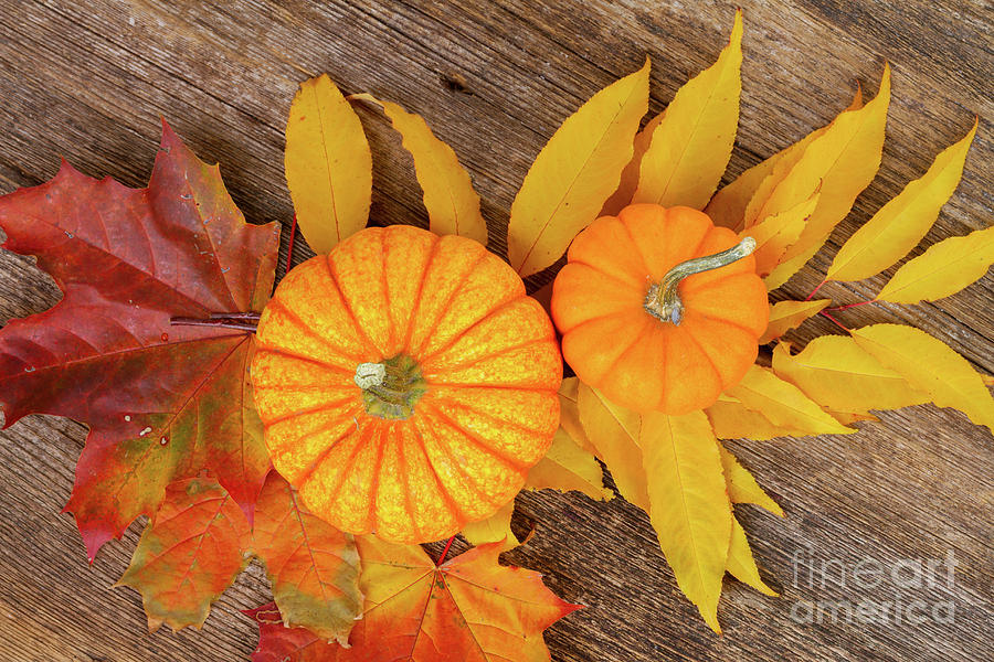 Pumpkin and Leaves Photograph by Anastasy Yarmolovich