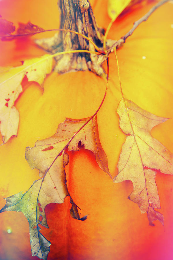 Pumpkin And Leaves Photograph by Karol Livote