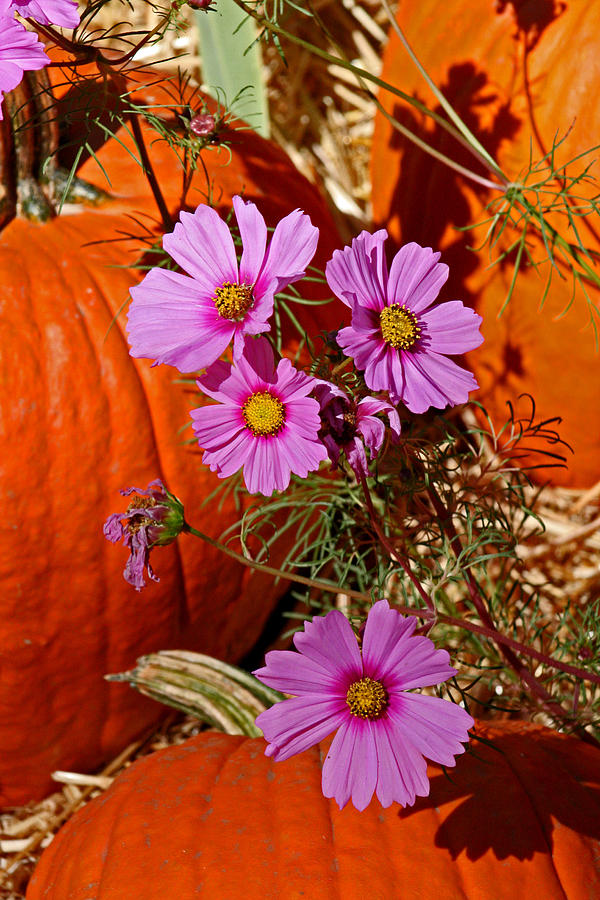 Pumpkin and Purple flowers Digital Art by Joseph Coulombe