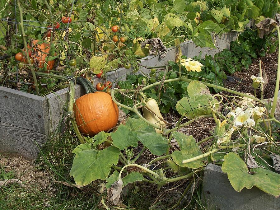 Pumpkin and vegetables Photograph by Christine Lathrop