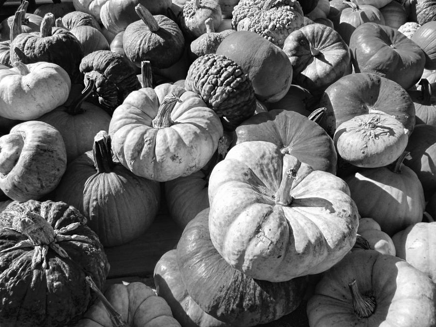 Pumpkin Black and White Photograph by Kathy Clark