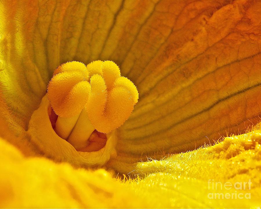 Pumpkin Blossom Photograph by Linda Bianic