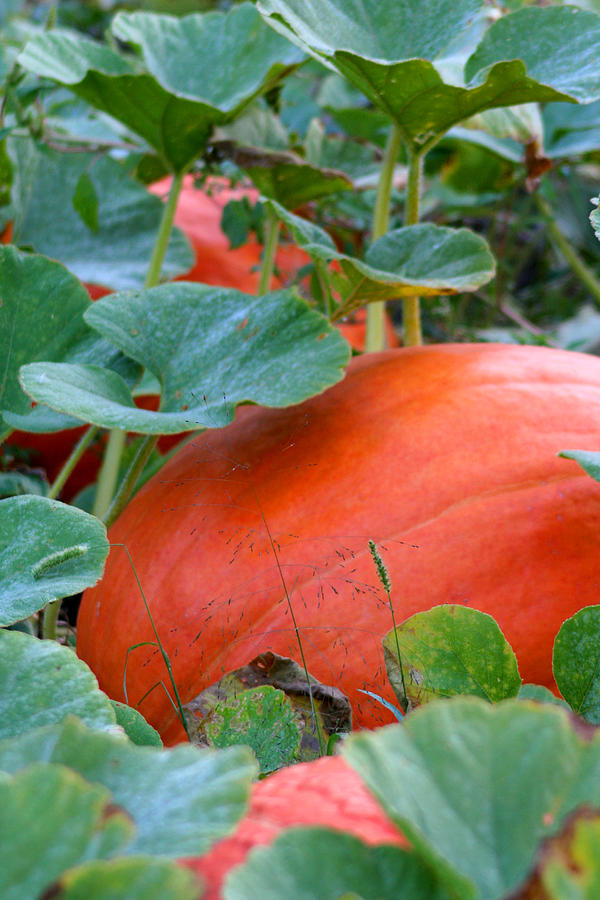 Pumpkin Photograph by Brook Burling