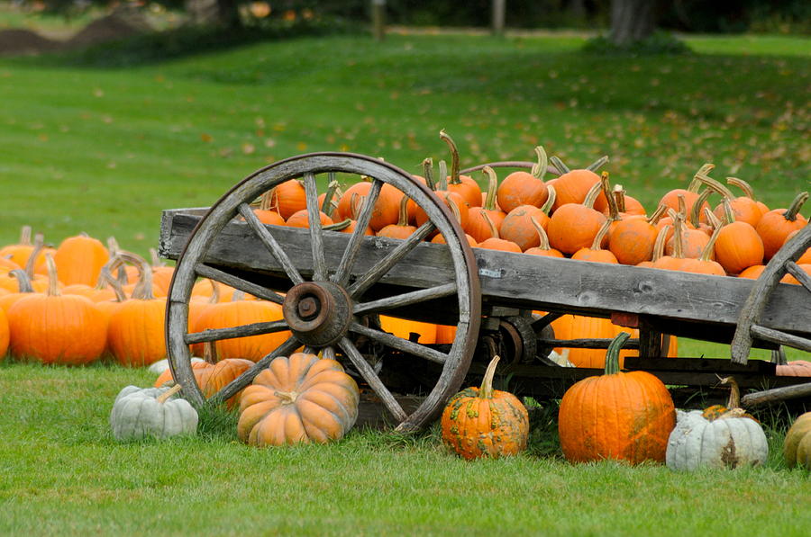 Pumpkin Cart Photograph by Kevin Adey - Fine Art America