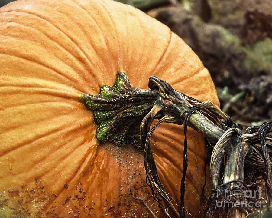 Pumpkin Photograph by Dawn Gari
