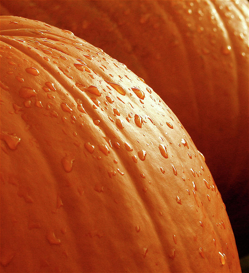 Pumpkin Dew Photograph by Greg Joens