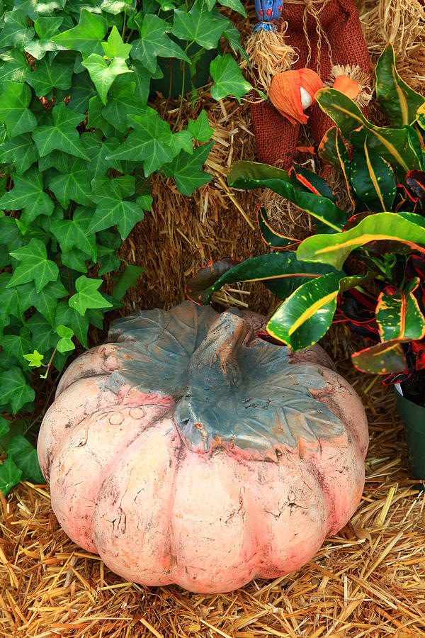Pumpkin Display Photograph