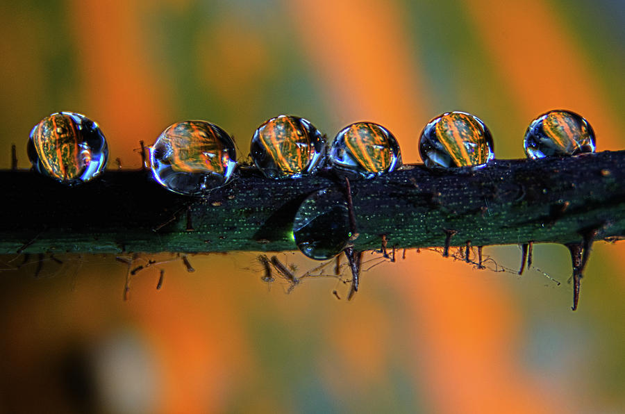 Pumpkin Drops Photograph by Wolfgang Stocker