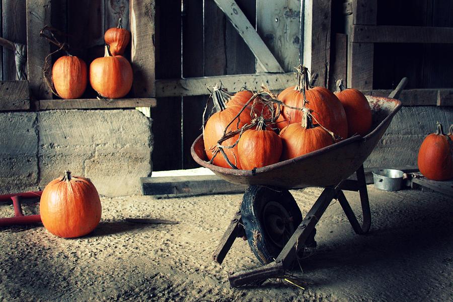Halloween Photograph - Pumpkin Family by Amanda Wimsatt