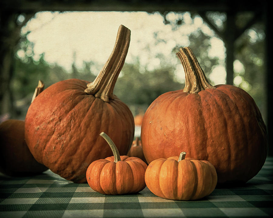 Pumpkin Family Portrait Photograph by Caitlyn Grasso