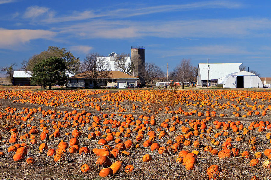 Pumpkin Farm Photograph by Christopher McKenzie