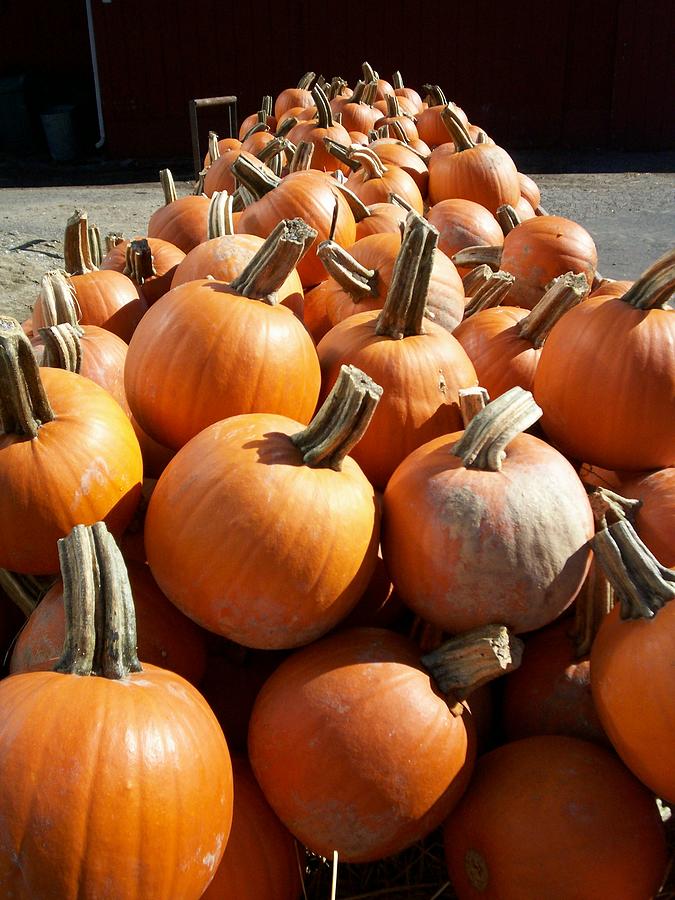 Pumpkin farm Photograph by Kristine Nora | Fine Art America