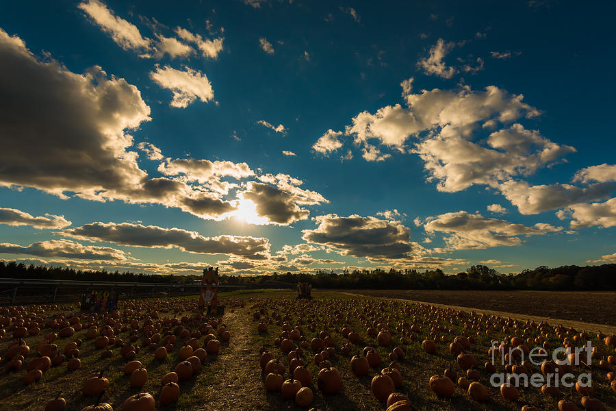 Pumpkin Farm Sunset Photograph by Alissa Beth Photography