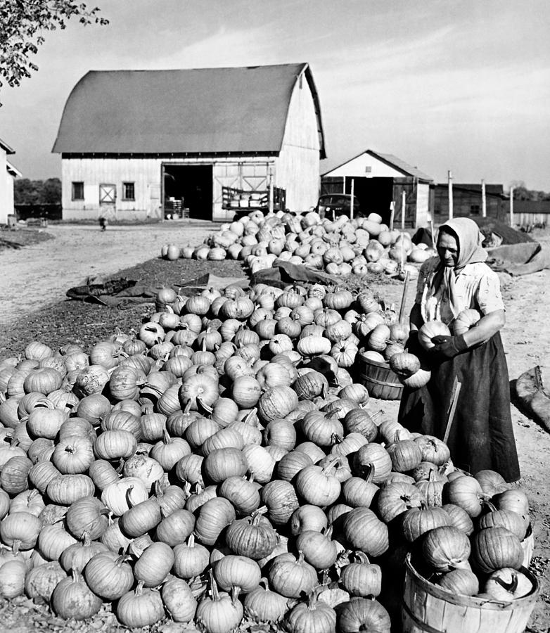 Pumpkin Harvest Photograph by American School