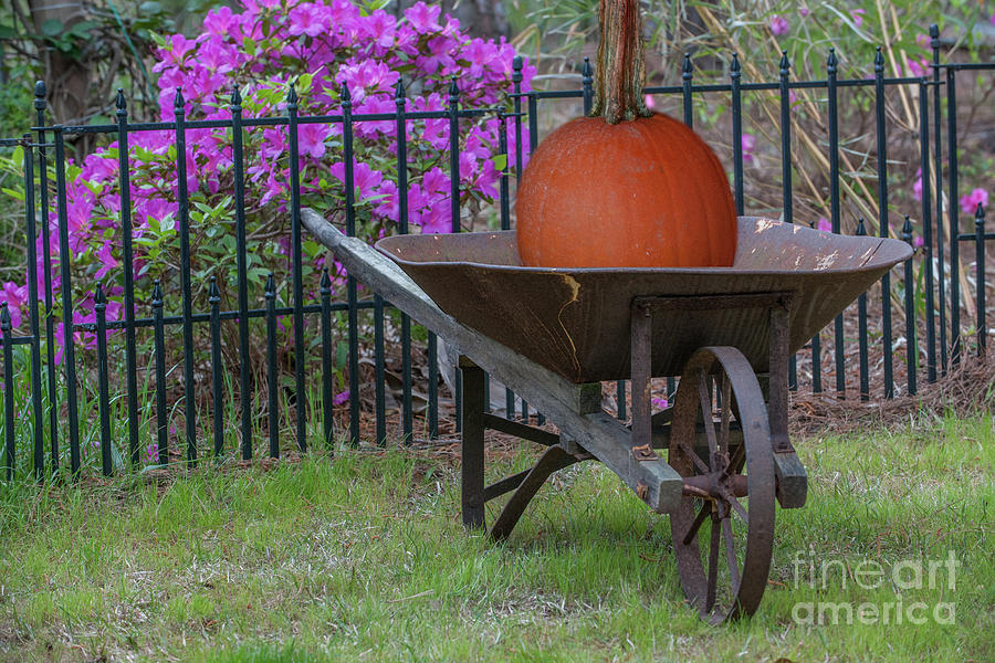 Pumpkin Harvest Photograph by Dale Powell