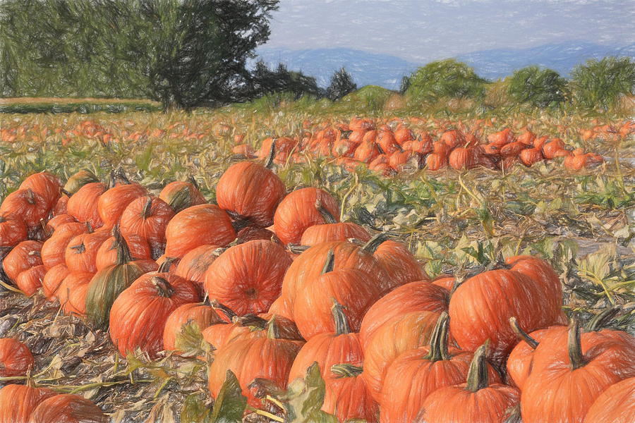 Pumpkin Harvest Photograph by Donna Kennedy