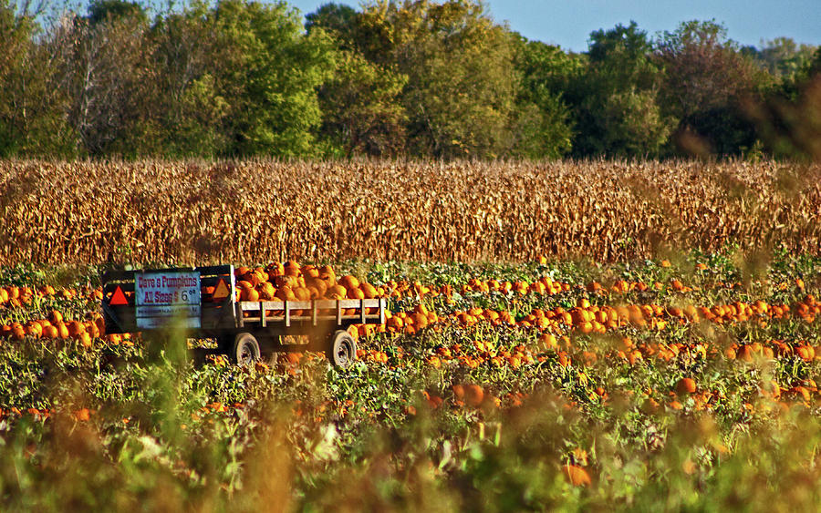 Pumpkin Harvest Photograph by Ira Marcus