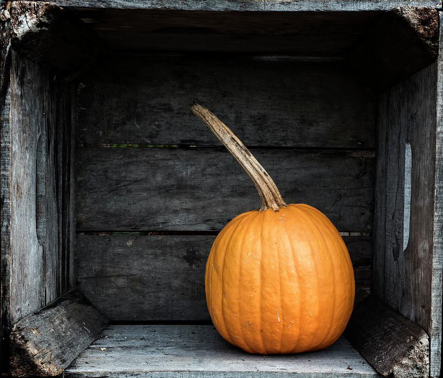 Pumpkin in a Box Photograph by David Kay