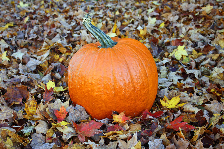 Pumpkin in Fall Leaves Photograph by Tammy Goad - Fine Art America
