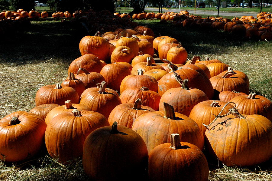 Pumpkin Lines Photograph by Teresa Blanton