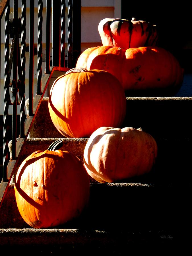 Pumpkin Morning Photograph by Wild Thing
