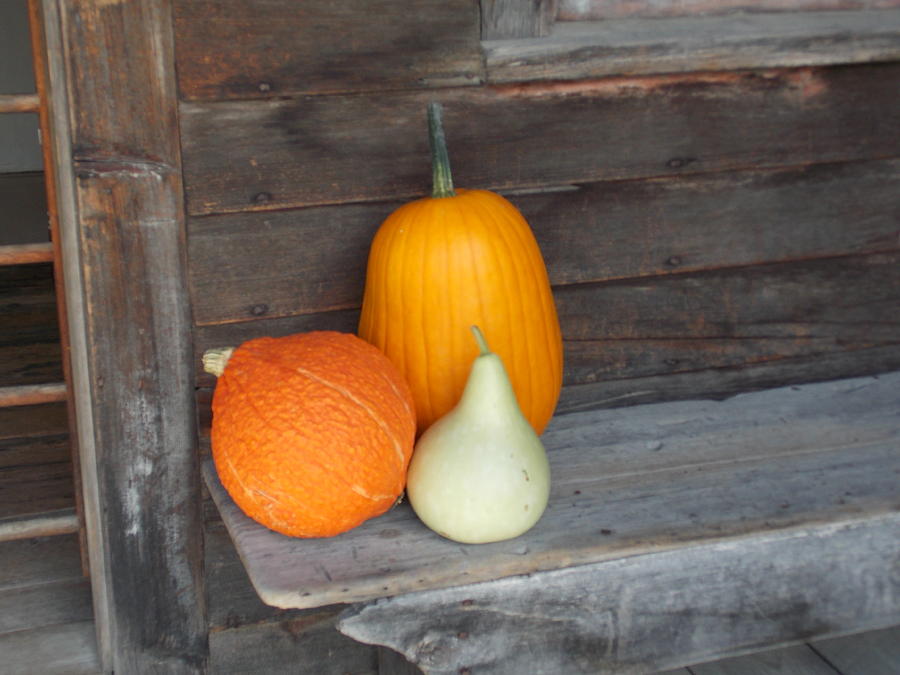Pumpkin on a Bench Photograph by Catherine Gagne