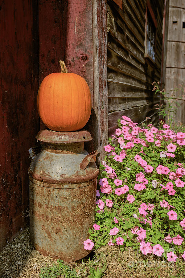Pumpkin on an old milk can Photograph by Edward Fielding
