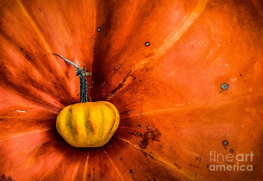 Pumpkin On Pumpkin Photograph by Michael Arend