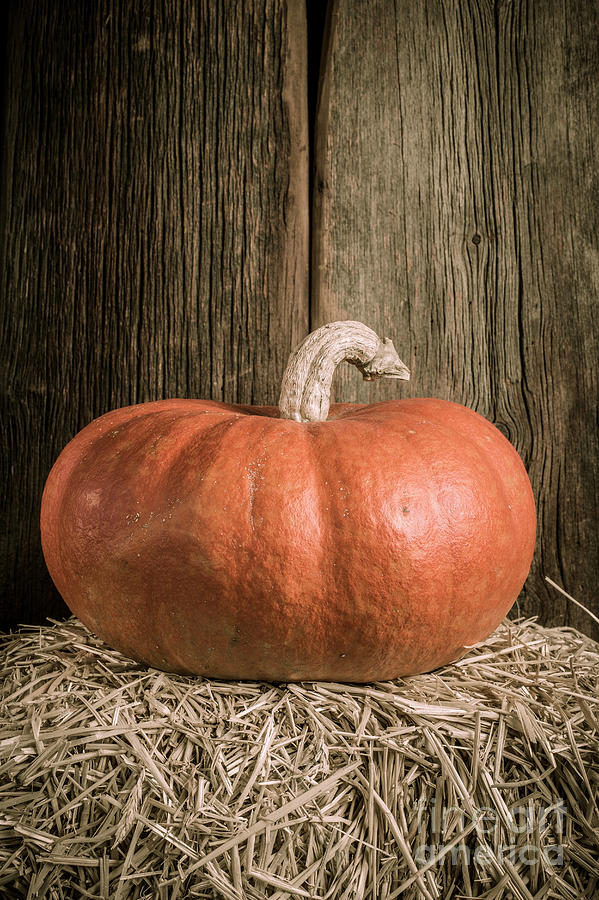 Pumpkin on straw bale Photograph by Edward Fielding