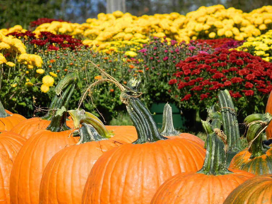 Pumpkin Paradise Photograph by Arlane Crump - Fine Art America