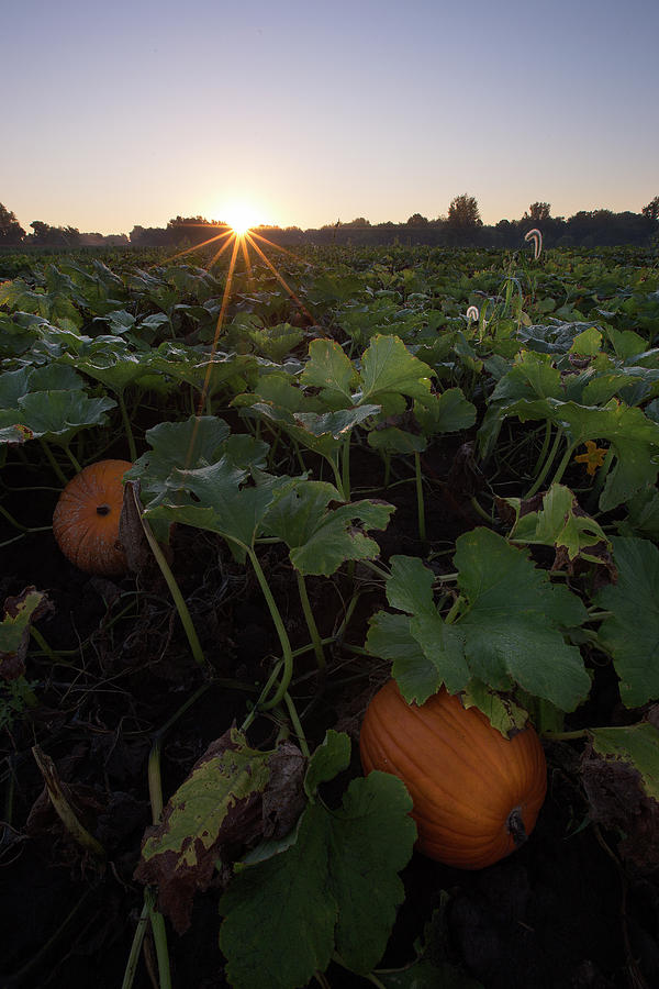 Pumpkin Photograph - Pumpkin Patch by Aaron J Groen