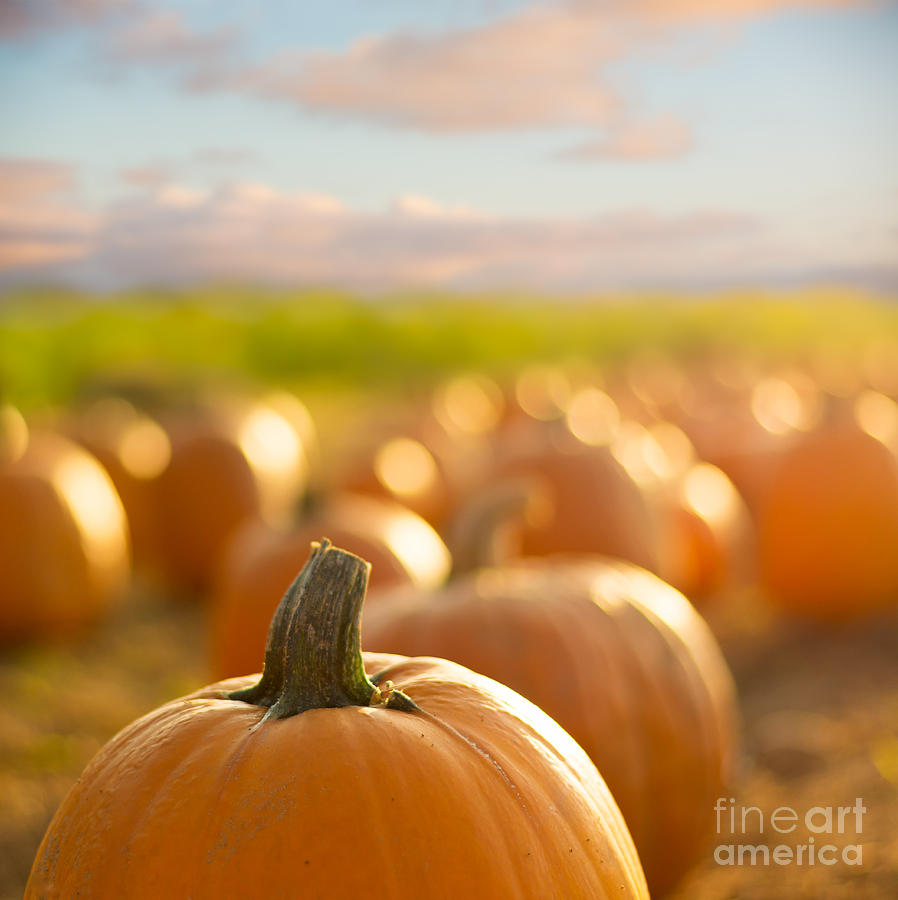 Pumpkin Patch Photograph by Alissa Beth Photography