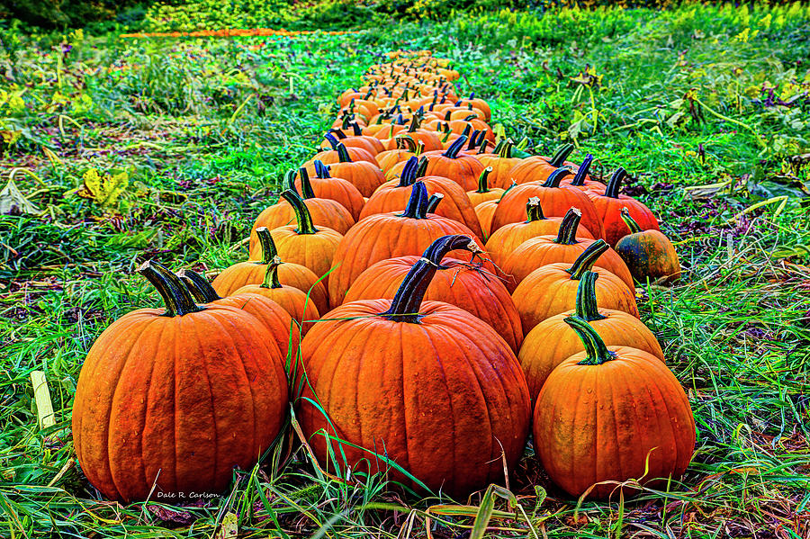 Pumpkin Patch Photograph by Dale R Carlson