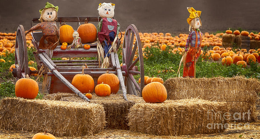 Pumpkin Patch Photograph by David Millenheft