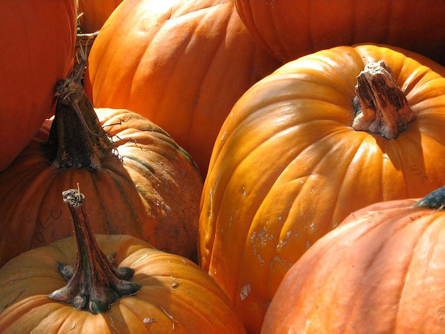 Fall Photograph - Pumpkin Patch by Deb Ingram