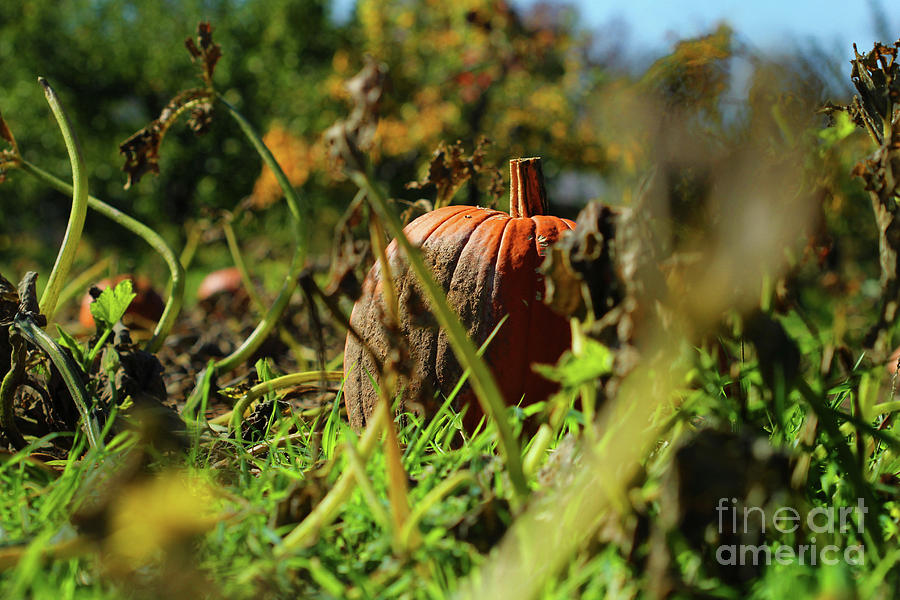 Pumpkin Patch Photograph by Jimmy Ostgard