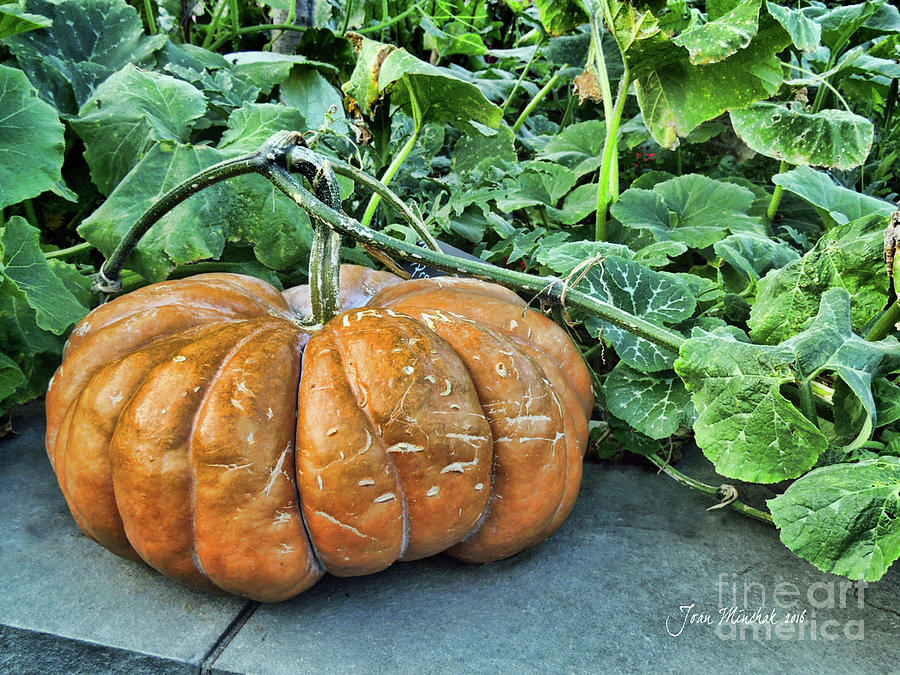Pumpkin Patch Photograph
