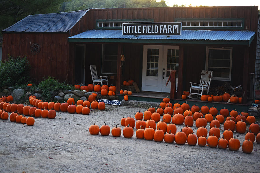 Pumpkin Patch Little Field Farm New Hampshire 2 Photograph by Toby McGuire