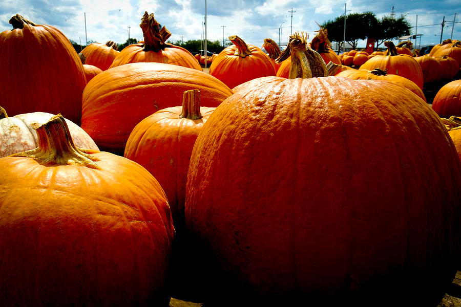 Pumpkin Patch Piles Photograph by Marisela Mungia