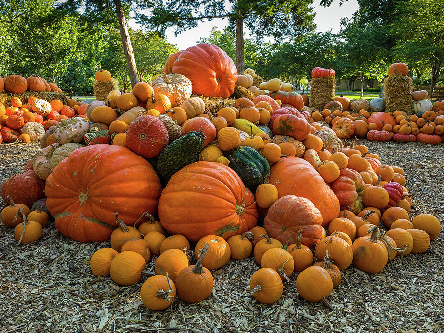 Pumpkin Patch Photograph by Rod Lindley