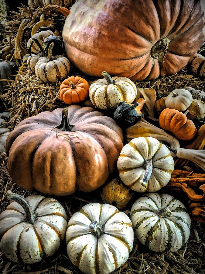 Pumpkin Patch Photograph by Steph Gabler