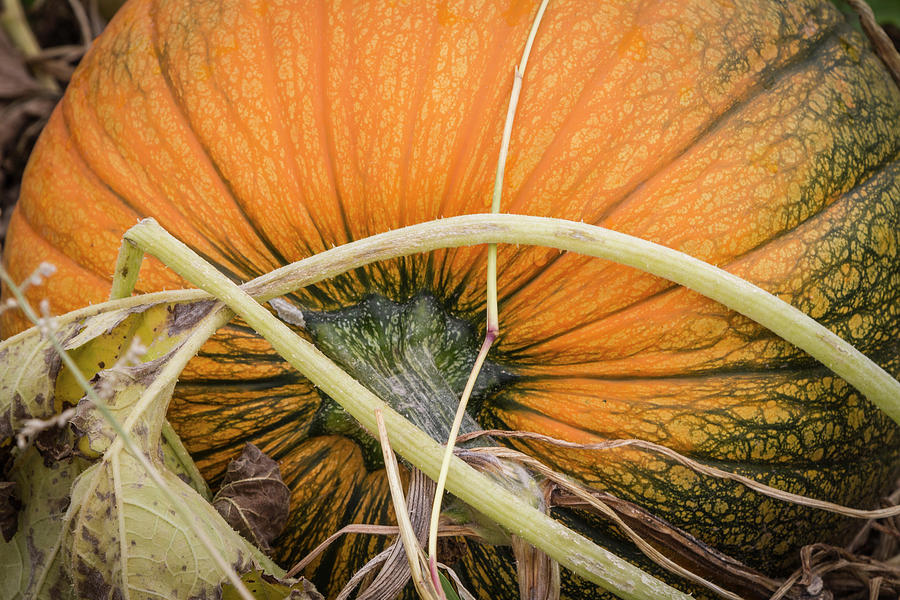Pumpkin Patch Photograph by Susan Bandy