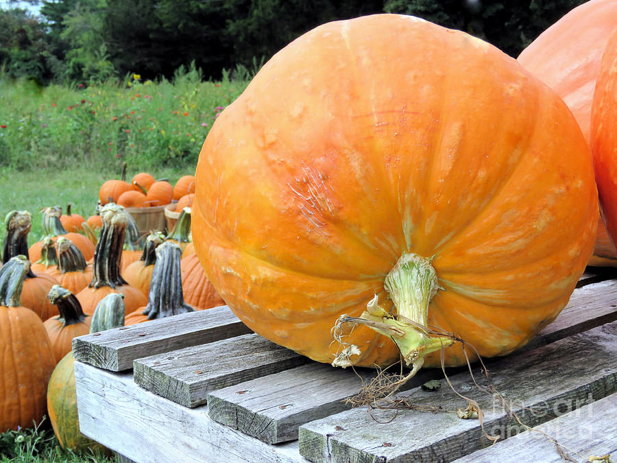 Pumpkin Picking Photograph by Janice Drew