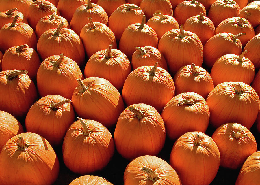 Pumpkin Pile Photograph by Todd Klassy