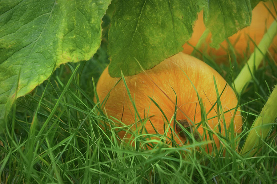 Pumpkin - Ready for Harvest Photograph by Nikolyn McDonald