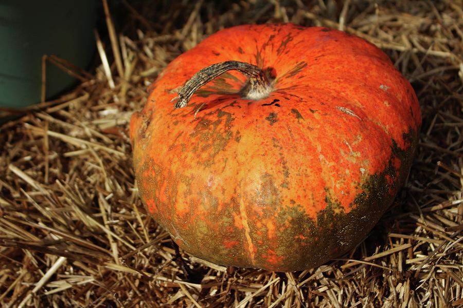 Pumpkin Photograph - Pumpkin Says Pick Me by Cynthia Guinn